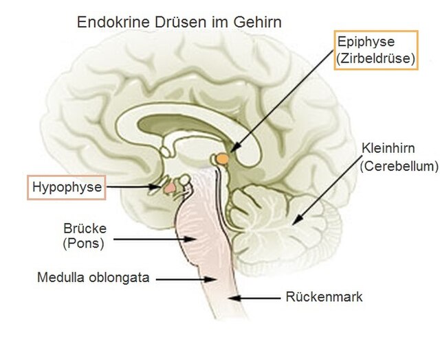 Zirbeldrüse-entkalken